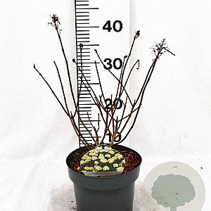 Hydrangea pan. Baby Lace 30-40 cm 3,0L