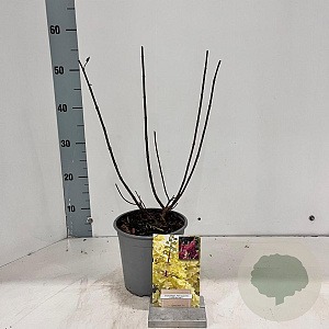 Hydrangea pan. Candlelight 40-50 cm 2,5L