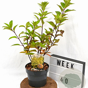 Hydrangea pan. Candlelight 40-50 cm 3,0L