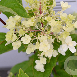 Hydrangea pan. Candlelight 40-50 cm 3,0L