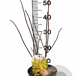 Hydrangea pan. Candlelight 40-50 cm 3,0L