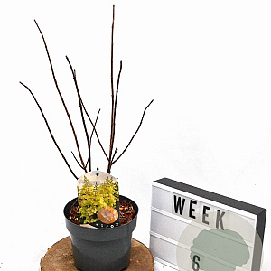 Hydrangea pan. Candlelight 40-50 cm 3,0L