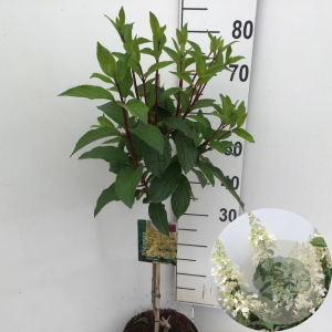 Hydrangea pan. Candlelight 50 cm stam 5,0L