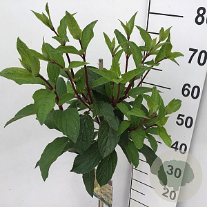 Hydrangea pan. Candlelight 50 cm stam 5,0L