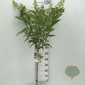 Hydrangea pan. Candlelight 70 cm stam 5,0L