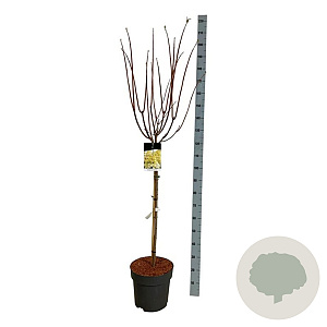 Hydrangea pan. Candlelight 90 cm stam 15L