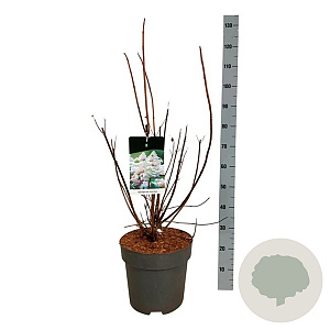 Hydrangea pan. Early Harry 50-60 cm 15L