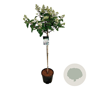 Hydrangea pan. Early Harry 90 cm stam 15L