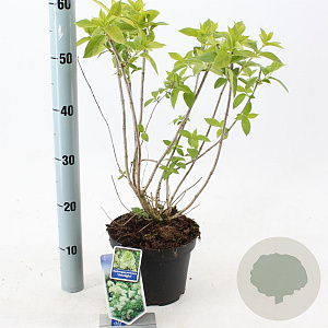 Hydrangea pan. 'Limelight' 30-40 cm 3,0L