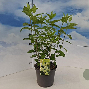 Hydrangea pan. 'Limelight' 30-40 cm 3,0L