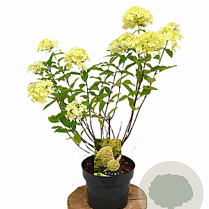 Hydrangea pan. 'Limelight' 40-50 cm 3,0L