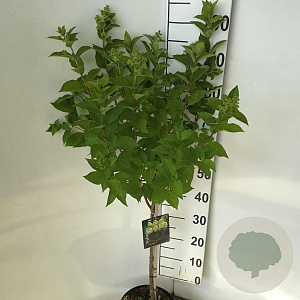 Hydrangea pan. 'Limelight' 50 cm stam 7,5L