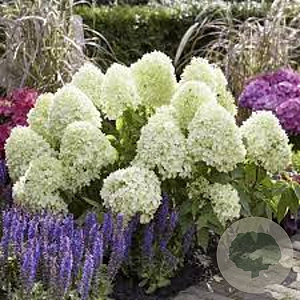 Hydrangea pan. Little Fresco 30 cm 3,0L