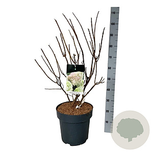 Hydrangea pan. Little Fresco 50-60 cm 15L