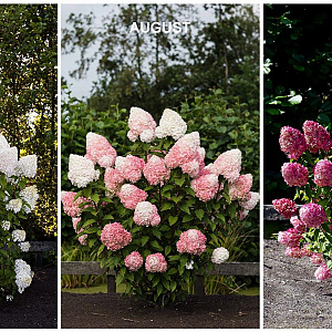 Hydrangea pan. Living Pink & Rose 30-40 cm 3,0L
