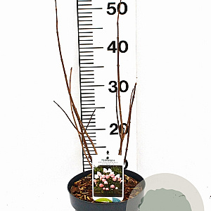 Hydrangea pan. Living Pink & Rose 30-40 cm 3,0L