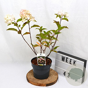 Hydrangea pan. Living Pink & Rose 30-40 cm 3,0L