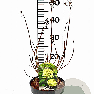 Hydrangea pan. Magical Candle 40-50 cm 3,0L