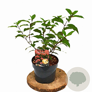 Hydrangea pan. 'Pink Diamond' 30-40 cm 3,0L