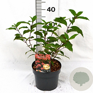 Hydrangea pan. 'Pink Diamond' 30-40 cm 3,0L