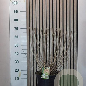 Hydrangea pan. 'Pink Diamond' 50-60 cm 7,5L