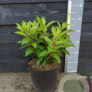 Hydrangea pan. Pinky Winky 30-40 cm 7,5L