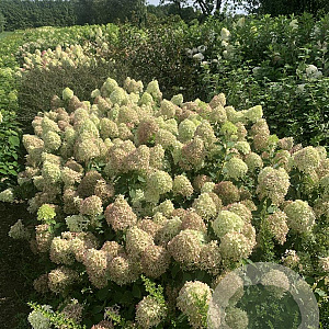 Hydrangea pan. Pixio 30-40 cm 3,0L