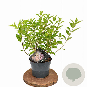 Hydrangea pan. Pixio 30-40 cm 3,0L