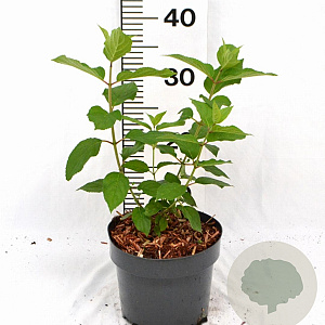 Hydrangea pan. 'Polar Bear' 30-40 cm 3,0L