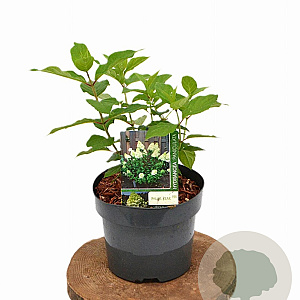 Hydrangea pan. 'Polar Bear' 30-40 cm 3,0L