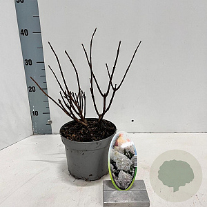 Hydrangea pan. 'Silver Dollar' 25-30 cm 2,0L