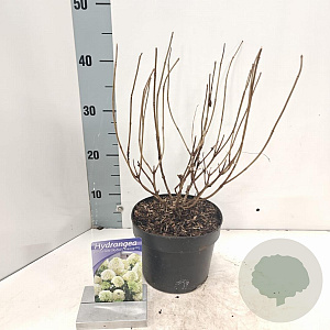 Hydrangea pan. Skyfall 25-30 cm 2,0L