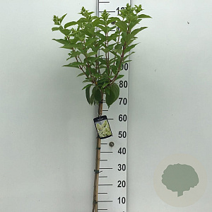 Hydrangea pan. Skyfall 50 cm stam 5,0L