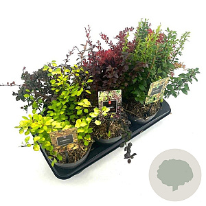 Berberis Gemengd 20-25 cm 2,0L