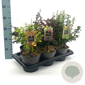 Berberis Gemengd 20-25 cm 2,0L