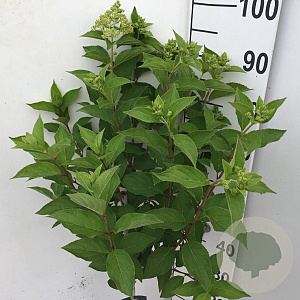 Hydrangea pan. Skyfall 70 cm stam 7,5L