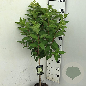 Hydrangea pan. Skyfall 70 cm stam 7,5L