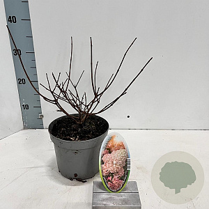 Hydrangea pan. Sundae Fraise 25-30 cm 2,0L