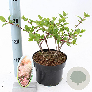 Hydrangea pan. Sundae Fraise 25-30 cm 2,0L