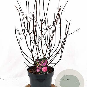 Hydrangea pan. Sundae Fraise 40-60 cm 5,0L