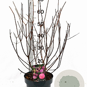 Hydrangea pan. Sundae Fraise 40-60 cm 5,0L