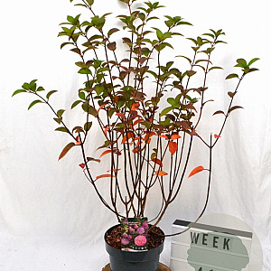 Hydrangea pan. Sundae Fraise 40-60 cm 5,0L