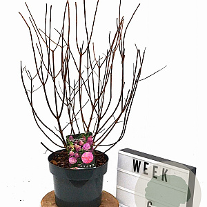 Hydrangea pan. Sundae Fraise 40-60 cm 5,0L