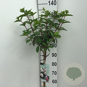 Hydrangea pan. Sundae Fraise 70 cm stam 7,5L