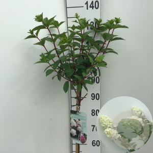 Hydrangea pan. Sundae Fraise 70 cm stam 7,5L