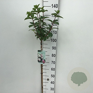 Hydrangea pan. Sundae Fraise 70 cm stam 7,5L