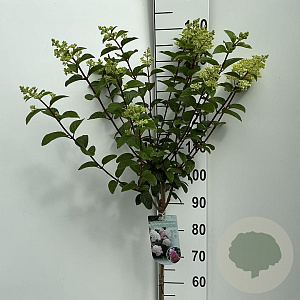 Hydrangea pan. Sundae Fraise 90 cm stam 7,5L