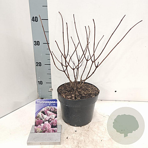 Hydrangea pan. Vanille-Fraise 25-30 cm 2,0L