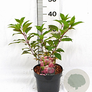 Hydrangea pan. Vanille-Fraise 30-40 cm 3,0L