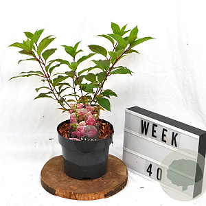 Hydrangea pan. Vanille-Fraise 30-40 cm 3,0L